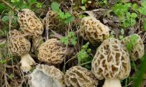 Морфология и систематика грибов Основные свойства и систематика грибов